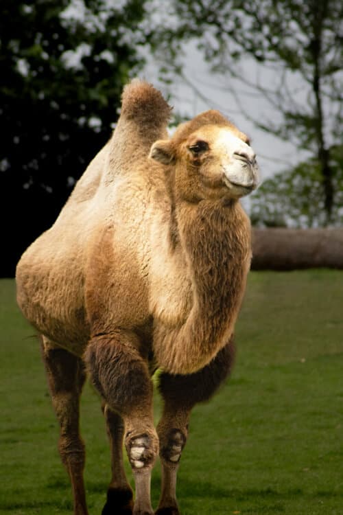 駱駝：3