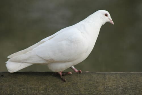鴿：2